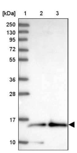 RPB9 Antibody, Novus Biologicals 25 &mu;L, Unconjugated:Antibodies, Polyclonal