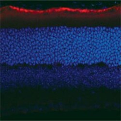 RPE65 Antibody (401.8B11.3D9) - BSA Free, Novus Biologicals 0.025mL; Unlabeled:Antibodies,