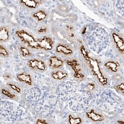 RPE Antibody, Novus Biologicals:Antibodies:Primary Antibodies