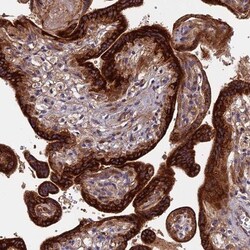 DGK-gamma Antibody, Novus Biologicals:Antibodies:Primary Antibodies