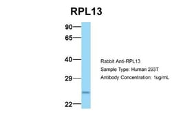 RPL13 Antibody, Novus Biologicals 0.05mg; Unlabeled:Antibodies, Polyclonal