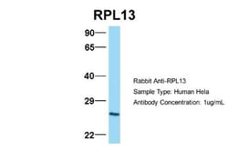 RPL13 Antibody, Novus Biologicals 0.05mg; Unlabeled:Antibodies, Polyclonal