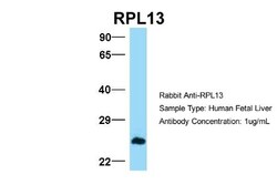 RPL13 Antibody, Novus Biologicals 0.05mg; Unlabeled:Antibodies, Polyclonal