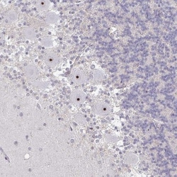 RPL24/RLP24 Antibody, Novus Biologicals:Antibodies:Primary Antibodies