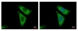 RPL29 Antibody, Novus Biologicals 0.1mL; Unlabeled:Antibodies, Polyclonal