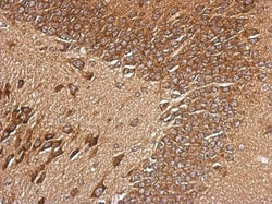 RPL29 Antibody, Novus Biologicals 0.1mL; Unlabeled:Antibodies, Polyclonal