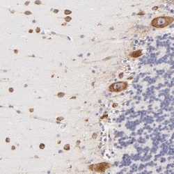 RPL30 Antibody, Novus Biologicals 0.1mL; Unlabeled:Antibodies, Polyclonal