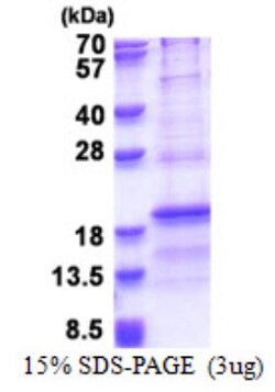 Novus Biologicals&trade;&nbsp;Recombinant Human RPL31 His Protein