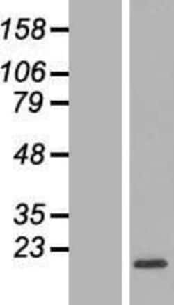 Novus Biologicals&trade;&nbsp;RPL32 Overexpression Lysate