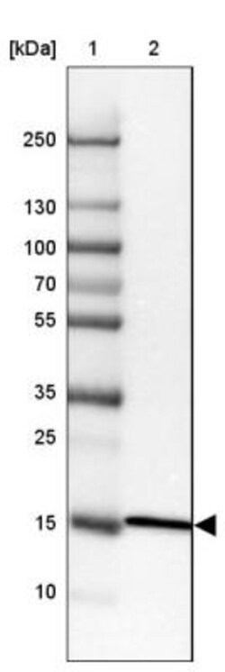 RPL35 Antibody, Novus Biologicals:Antibodies:Primary Antibodies