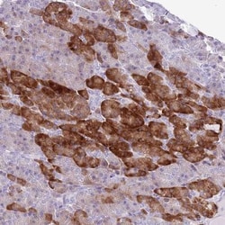 RPL3L Antibody, Novus Biologicals 0.1mL; Unlabeled:Antibodies, Polyclonal