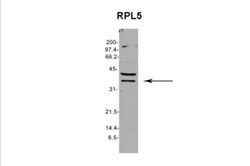 RPL5 Antibody, Novus Biologicals 0.05mg; Unlabeled:Antibodies, Polyclonal