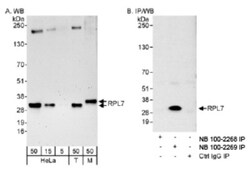 RPL7 Antibody, Novus Biologicals 0.1mg; Unlabeled:Antibodies, Polyclonal