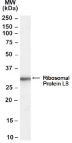 RPL8 Antibody, Novus Biologicals 0.1 mg | Buy Online | Novus Biologicals | Fisher Scientific