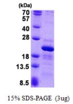 Novus Biologicals&trade;&nbsp;Recombinant Human RPS10 His Protein