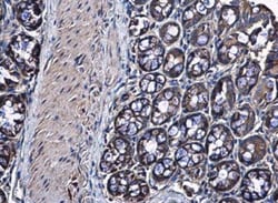 RPS10 Antibody, Novus Biologicals 0.1 mL | Buy Online | Novus Biologicals | Fisher Scientific