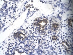 RPS16 Antibody, Novus Biologicals 0.1mg; Unlabeled:Antibodies, Polyclonal