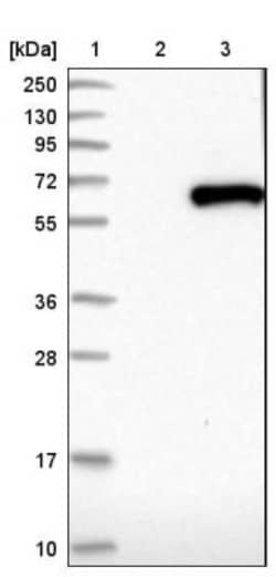 RPS6KL1 Antibody, Novus Biologicals 25 &mu;L; Unlabeled:Antibodies, Polyclonal