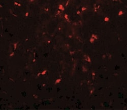 RPSA Antibody - BSA Free, Novus Biologicals 0.1mg; Unlabeled:Antibodies,