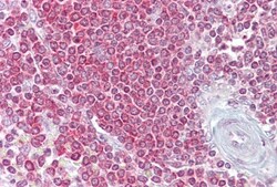 RPSA Antibody, Novus Biologicals 0.05mg; Unlabeled:Antibodies, Polyclonal
