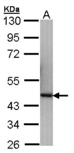 p40 Antibody, Novus Biologicals 0.1mg; Unlabeled:Antibodies, Polyclonal