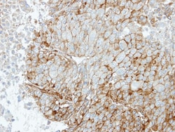 RRAS Antibody, Novus Biologicals 0.1mL; Unlabeled:Antibodies, Polyclonal