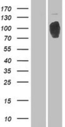 Novus Biologicals&trade;&nbsp;RRBP1 Overexpression Lysate