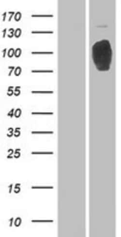 Novus Biologicals&trade;&nbsp;RRBP1 Overexpression Lysate