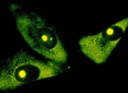 rRNA Antibody (Y10b) - BSA Free, Novus Biologicals:Antibodies:Primary Antibodies