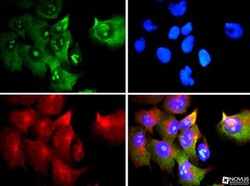 rRNA Antibody (Y10b) - BSA Free, Novus Biologicals 0.025mL; Unlabeled:Antibodies,
