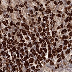 RRP36 Antibody, Novus Biologicals 0.1mL; Unlabeled:Antibodies, Polyclonal