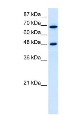 RRP9 Antibody, Novus Biologicals:Antibodies:Primary Antibodies