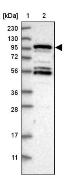 RSBN1L Antibody, Novus Biologicals 0.1mL; Unlabeled:Antibodies, Polyclonal