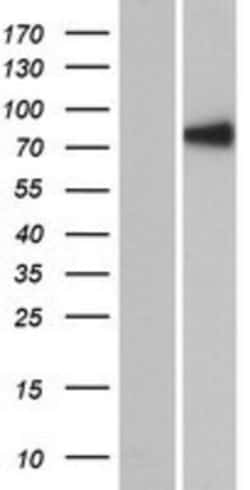Novus Biologicals&trade;&nbsp;RSHL1 Overexpression Lysate