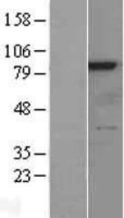 Novus Biologicals&trade;&nbsp;RSK4 Overexpression Lysate