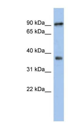 RSPH10B Antibody, Novus Biologicals:Antibodies:Primary Antibodies
