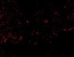 R-Spondin 1 Antibody - BSA Free, Novus Biologicals 0.025 mg, Unconjugated:Antibodies,