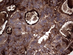 R-Spondin 3 Antibody (OTI3D5), Novus Biologicals 0.1mL; Unlabeled:Antibodies,