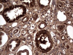 R-Spondin 3 Antibody (OTI3D5), Novus Biologicals 0.1mL; Unlabeled:Antibodies,