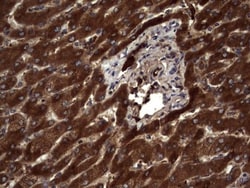 R-Spondin 3 Antibody (OTI3D5), Novus Biologicals 0.1mL; Unlabeled:Antibodies,