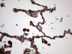 R-Spondin 3 Antibody (OTI3D5), Novus Biologicals 0.1mL; Unlabeled:Antibodies,