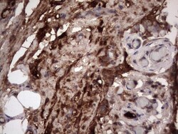 R-Spondin 3 Antibody (OTI3D5), Novus Biologicals 0.1mL; Unlabeled:Antibodies,