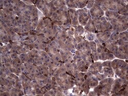 R-Spondin 3 Antibody (OTI3D5), Novus Biologicals 0.1mL; Unlabeled:Antibodies,