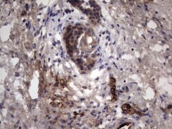 R-Spondin 3 Antibody (OTI3D5), Novus Biologicals 0.1mL; Unlabeled:Antibodies,