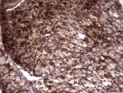 R-Spondin 3 Antibody (OTI3D5), Novus Biologicals 0.1mL; Unlabeled:Antibodies,