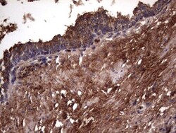 R-Spondin 3 Antibody (OTI3D5), Novus Biologicals 0.1mL; Unlabeled:Antibodies,