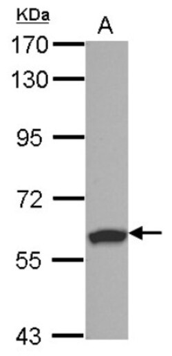 RSPRY1 Antibody, Novus Biologicals 0.1 mL | Buy Online | Novus Biologicals | Fisher Scientific