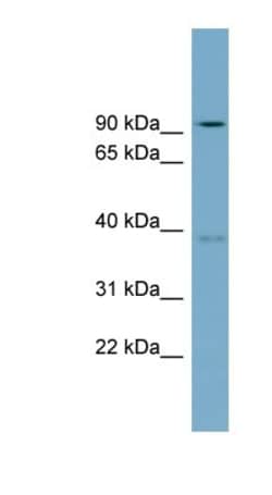RTDR1 Antibody, Novus Biologicals 100 &mu;L | Buy Online | Novus Biologicals | Fisher Scientific