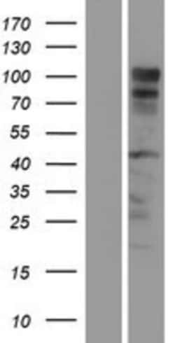 Novus Biologicals&trade;&nbsp;RTN1-A/NSP Overexpression Lysate