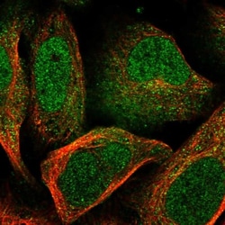 RTP2 Antibody, Novus Biologicals:Antibodies:Primary Antibodies
